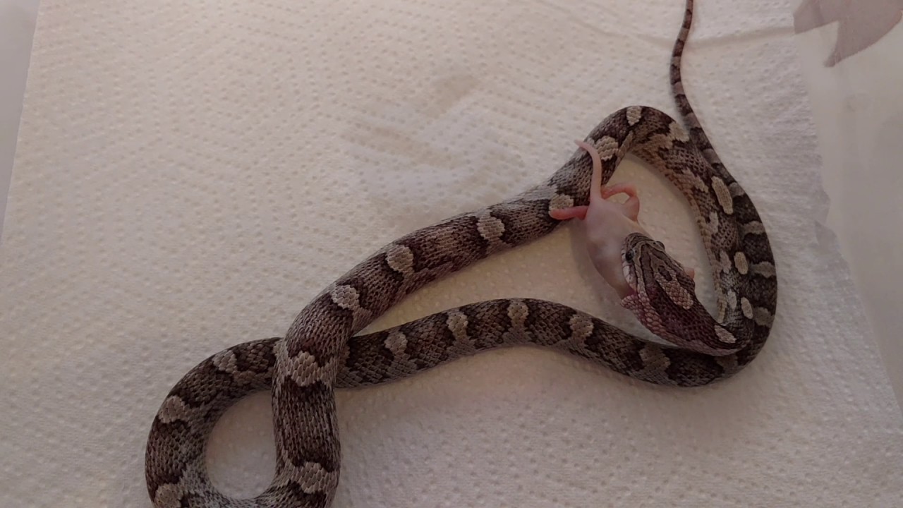 camera iphone 8 plus apk Feeding fluff to my 10 month old corn snake Anery