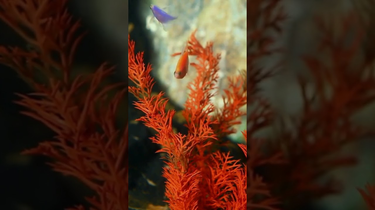 "Striking Widow Tetra: A Dark Beauty in Your Aquarium 🐟✨ | Fishy Flex"