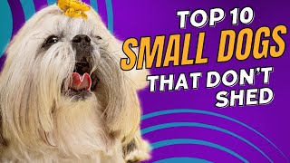 Top 10 Cute Small Dogs That Dont Shed  Dogs 101