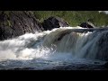 Лосось на реке Западная Лица. Salmon on the West Side river.