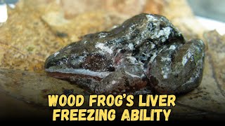 Wood Frog’s Liver Freezing stress adaptations ability, Care Sheet Guide for Beginners