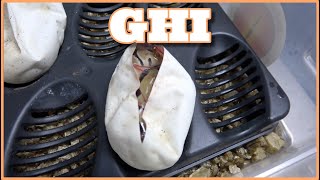 GHI CLOWNS! Egg Cutting #151