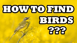 How To Find Birds To Photograph? Best Tips For Location Scouting For Bird Photography Tutorial