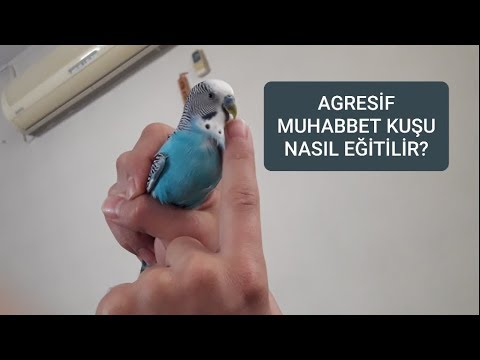 Video: Hırçın Evcilleştirme mi?