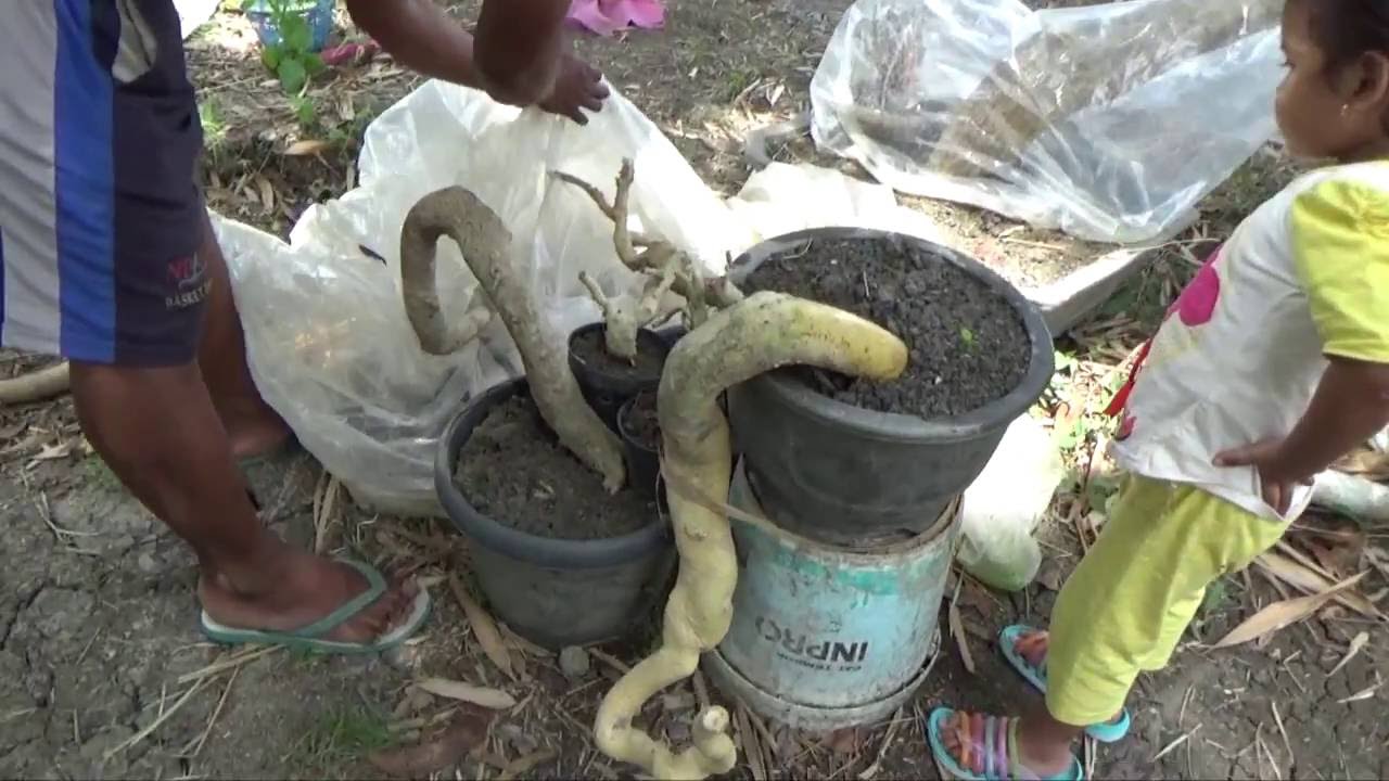 The Hunter Bonsai cara  membuat  bonsai dari pohon liar 