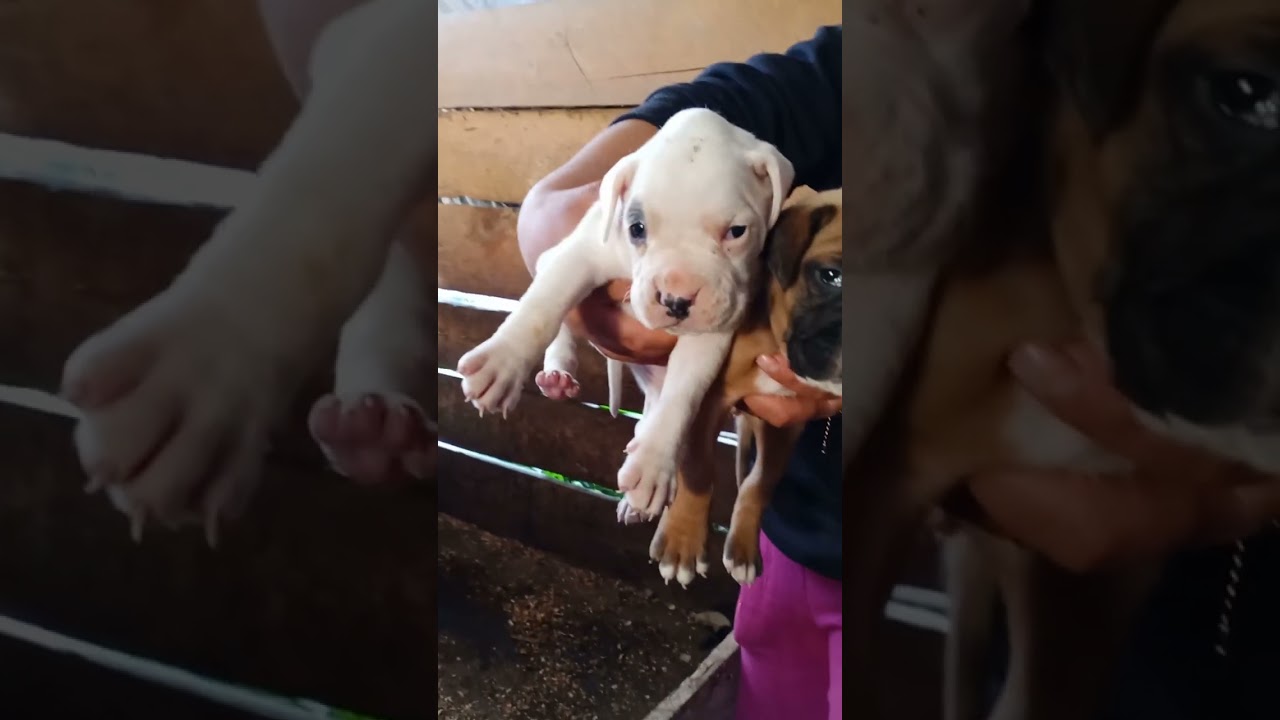 Cachorros Boxer Guatemala 