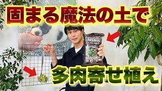 【これで自由自在】間違えないで！ネルソルの正しい使い方【多肉植物】