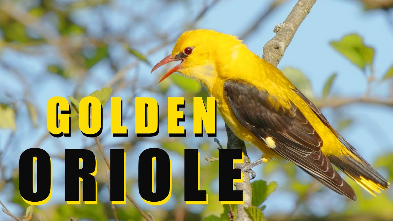 Golden Oriole Bird Song And Call Wildlife World Youtube
