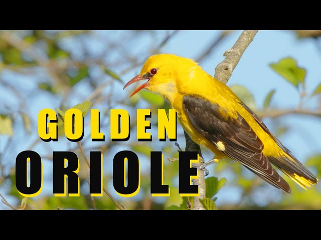 Suara burung. Oriole emas bernyanyi di hutan musim semi. class=