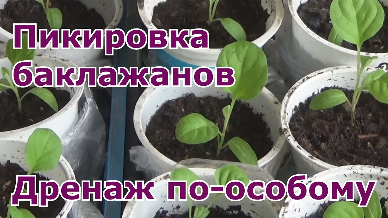 Когда нужно пикировать баклажаны. Пикирование рассады баклажанов. Пикировка баклажанов на рассаду. Рассада баклажан. Правильная пикировка баклажан.