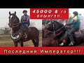 45000 Долларга алынган "Последний Император.