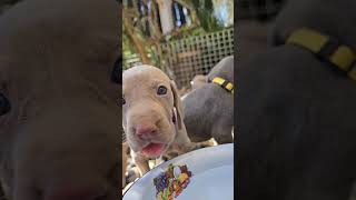 Thirsty Weimaraner puppies drinking water outside #asmr #asmrsounds