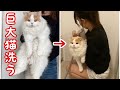 巨大長毛もふ猫をお風呂で洗ったら予想外すぎる姿になりました、、