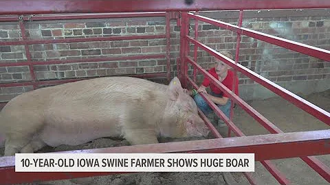 'He's tremendous': 10-year-old showcases his giant boar at the Iowa State Fair