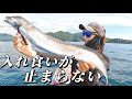 サップの下はお魚天国でした。