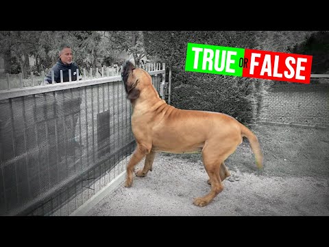 Wideo: Fila Brasileiro (brazylijski mastif) to wspaniały pies stróżujący