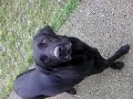 🌎|🇭🇺 HUN 🐕 Bobó kutyus a tanyán 🙂🤎 🐕 2021