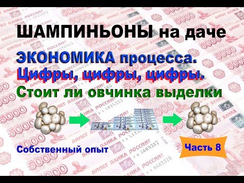 Шампиньоны на даче.