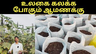 விதைகளில் வரம் நாட்டு ஆமணக்கு YTP 1|High Yielding YTP 1 Castor seed-verukku neer