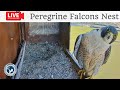 Birdcamit  live peregrine falcons nest alex  amelia  cam 1