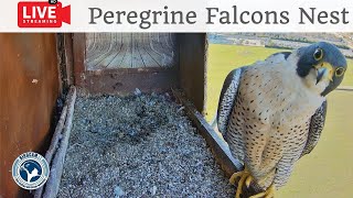 Birdcam.it - Live Peregrine Falcons Nest Alex \& Amelia - Cam 1