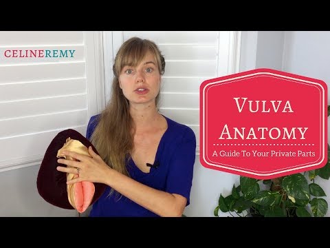 Vulva Anatomy - A Guide To Your Private Parts