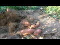 Digging sweet potatoes
