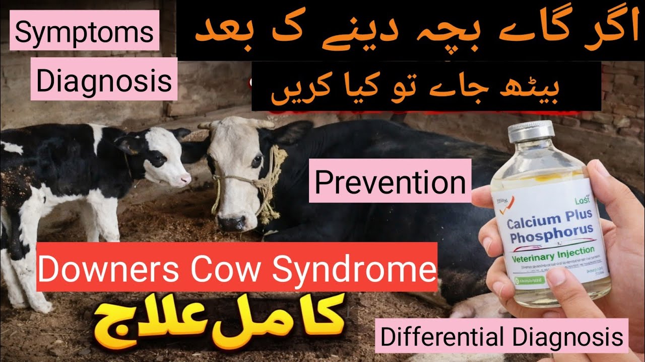Downer cow syndrome| Laboratory diagnosis | Differential diagnosis | Treatment | Drjahanzaibvet