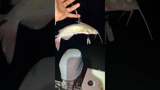 Live catfish for bait? Big bait=Big fish #fish #fishing #catfish #catfishing #shorts #viral #reels