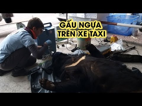 Video Nhét gấu ngựa vào cốp xe taxi rồi đi dạo trên Quốc lộ... - youtube