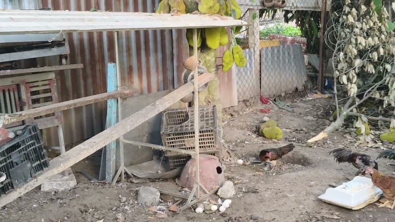 Mùng Ba Tết em ra vườn lượm trứng vịt....