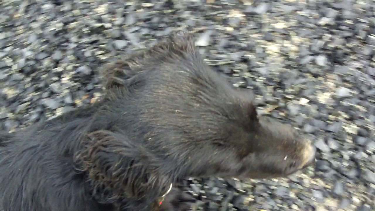 Heel Work - Cocker spaniel