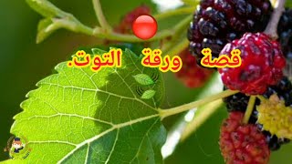 قصة ورقة التوت دليلاً على وجود الله تعالى 🍃