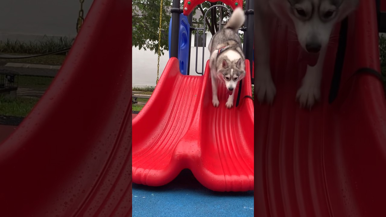 SIBERIAN HUSKY MEMANG NAKAL 