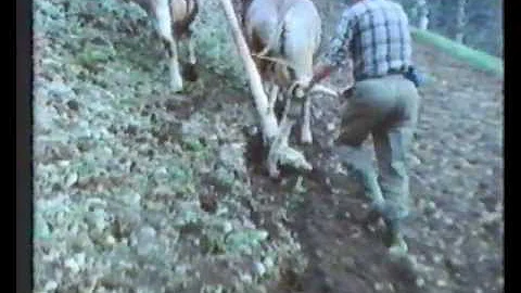 Chi mangia il fieno?