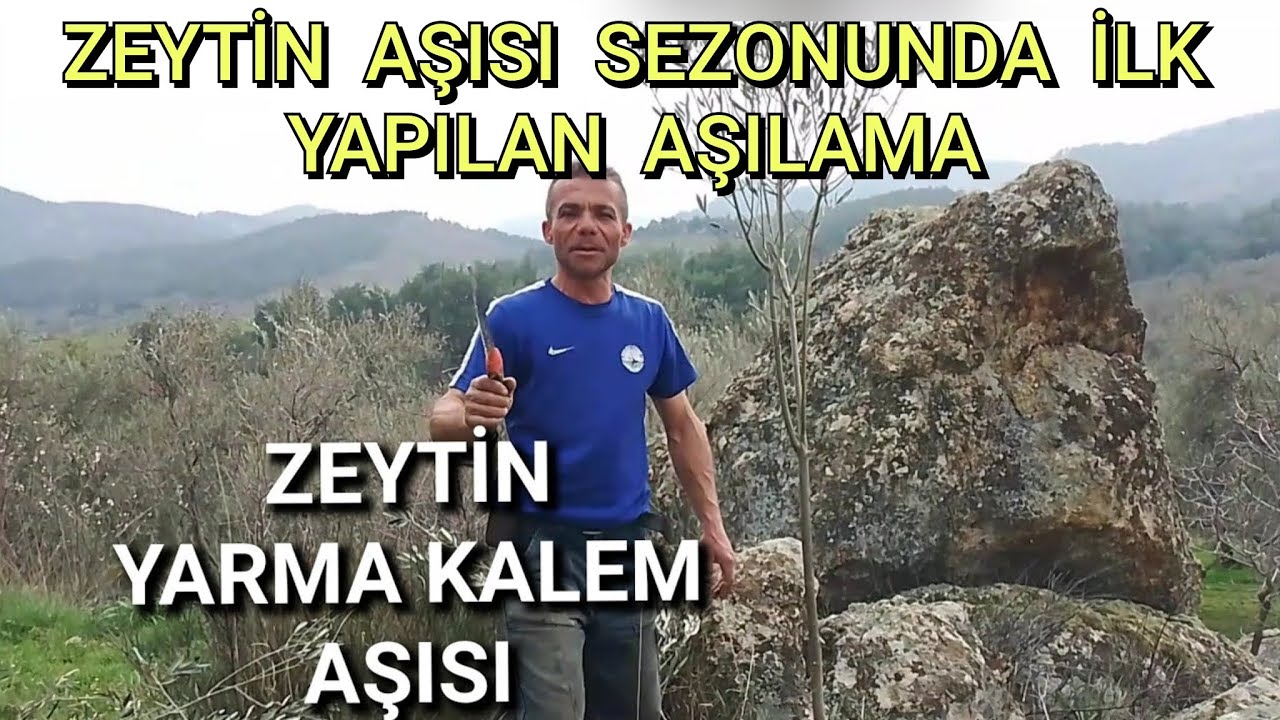 ZEYTİN YARMA KALEM AŞISI NASIL YAPILIR🌳#DeliceZeytinAşısı 