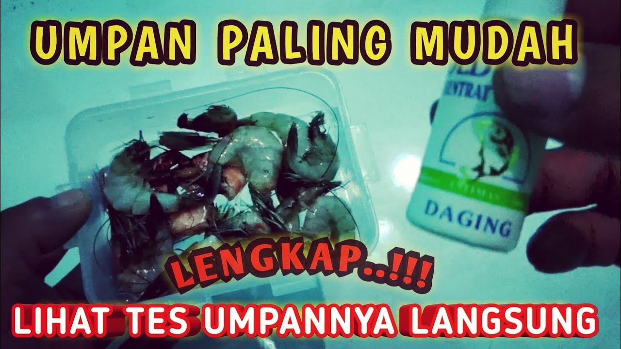 Umpan LELE HARIAN siang hari paling jitu | UDANG PLUS PLUS tes umpan