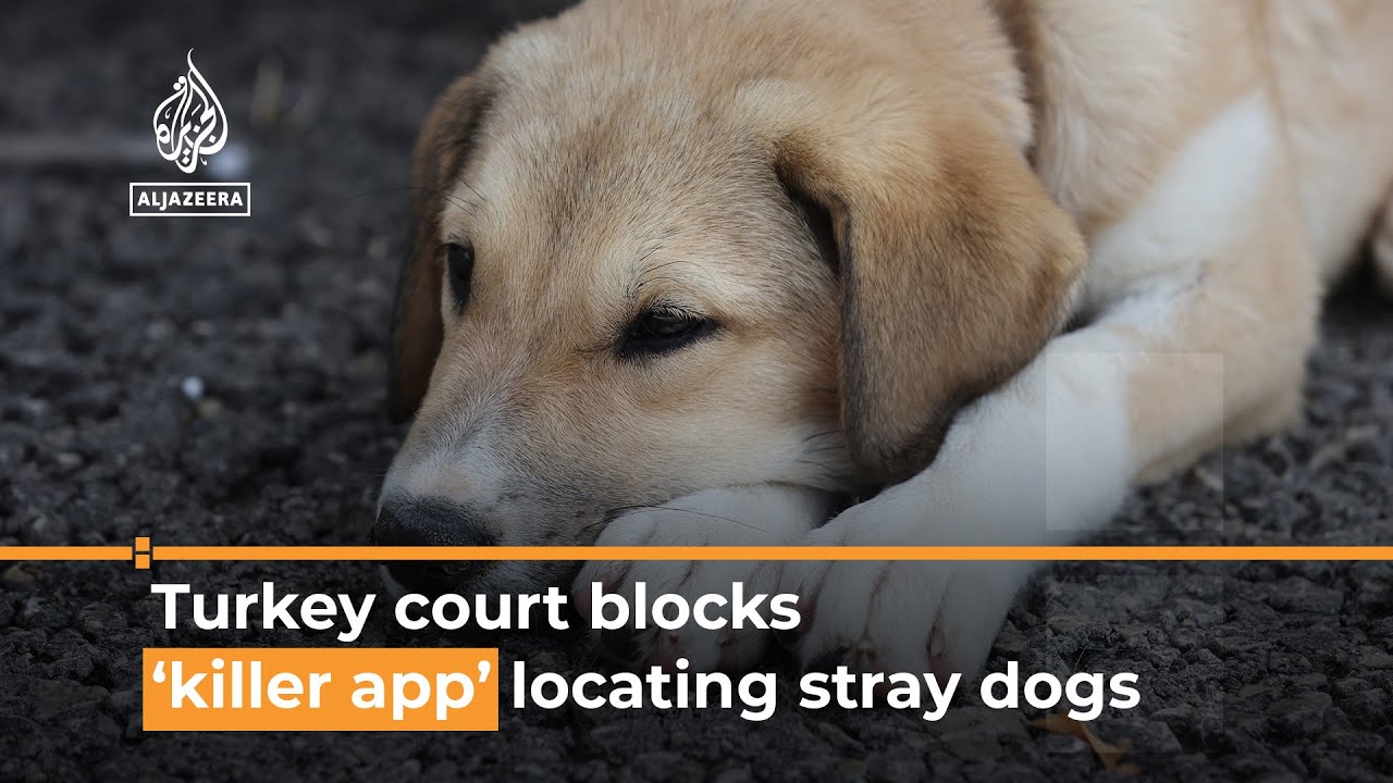 Turkish court blocks ‘killer app' that locates stray dogs Al Jazeera