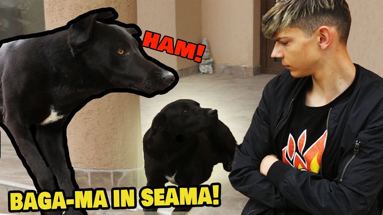 ⁣CE SE INTAMPLA CAND IMI IGNORI CATELUL *M-A MUSCAT*