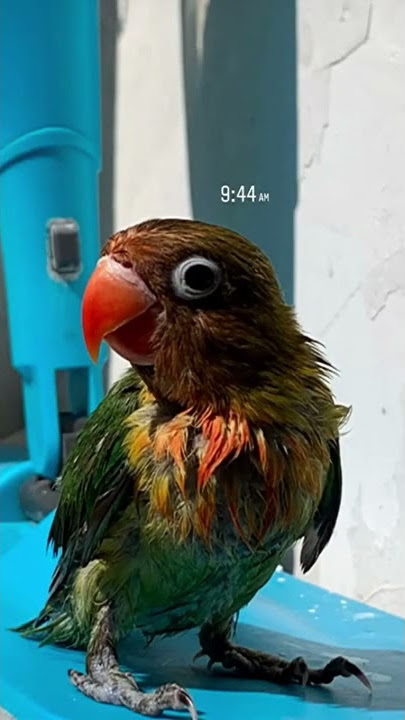 CARING FOR LOVEBIRD CHICKENS FROM FOLLOWING THEM UNTIL THEY CAN DO THE FLY TO ME AND BOOMERANG TR...