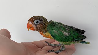 Merawat Anakan Lovebird Dari Lolohan Sampai Bisa Trik Fly To Me Dan Boomerang