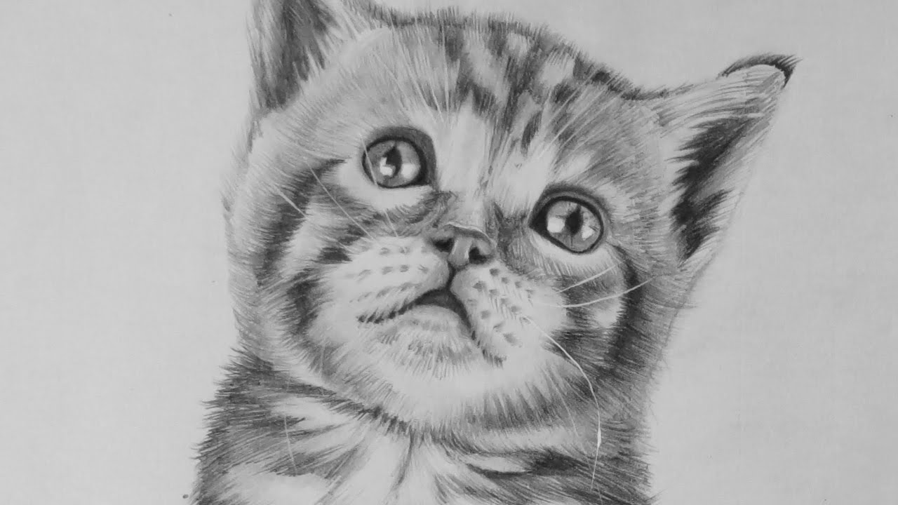 Drawing a Realistic Baby Kitten - Cute Cat - YouTube