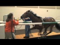 Performing Treadmill Endoscopy at Rood & Riddle Equine Hospital