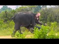 Furious elephant tramples parked motorcycle after get save by wildlife officers