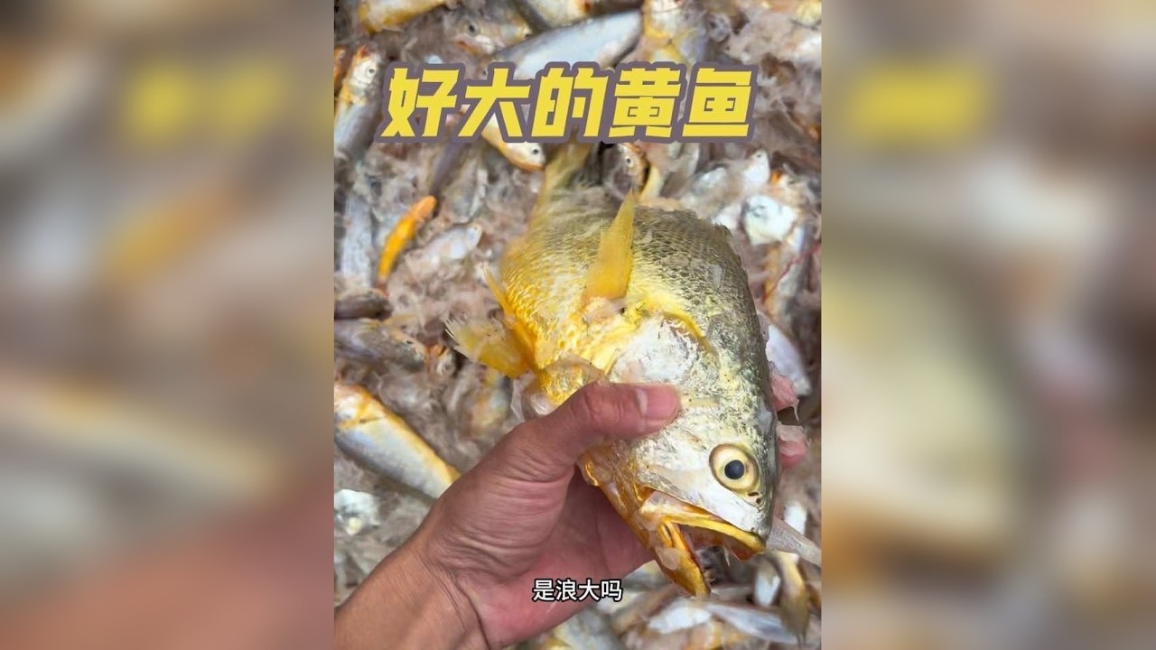 是什么让日入8K一天的鱼民把网收回家鱼