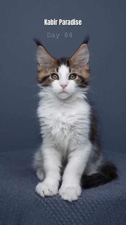 Baby cat grow up day 1 to 365 #viral #shortsfeed #ytshorts