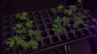 Perpetual growing 101