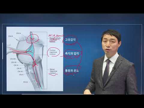 신경과학(신경해부학) 31강 삼차신경 trigeminal nerve, 얼굴신경 fascial nerve 안면신경