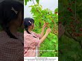 Harvesting Fresh Cherries – Juicy Red Gems Straight from the Orchard 🍒🌳