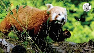 Wildlife of Asia | HD footage with music